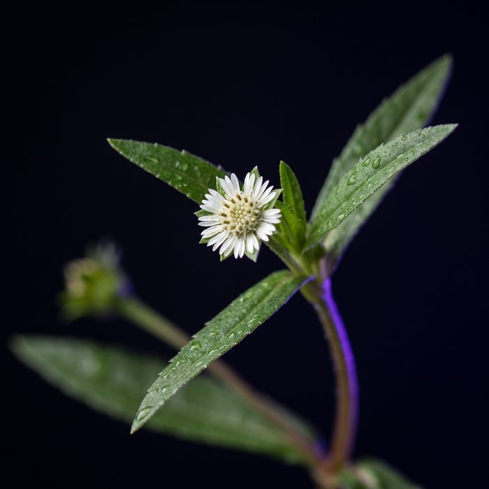 Eclipta Prostrata plant