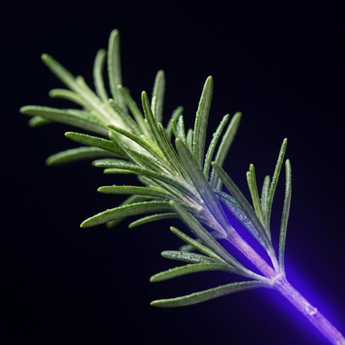 Rosemary leaf sprig
